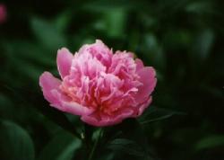 Click to enlarge image  - Flower 7 - 
