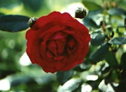 Click to enlarge image  - Red Rose - 