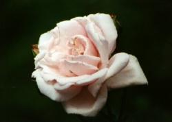 Click to enlarge image  - Pink Rose - 
